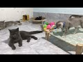 You Laugh You Lose😹Funniest Dogs and Cats 2024😻🐶