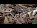 Poisonous Frog Fends Off Snake With Its Toxins