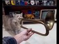kitty cat with trumpet
