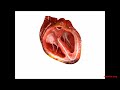 Computer gegenereerde dwarsdoorsnede 3D model van het hart