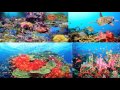 Marine Biology Biodiversity