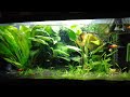 100 litres natural fish tank.