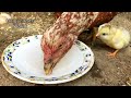 How An Egg Turns Into A Chicken / Hen Hatching  Eggs / How Do Chickens Reproduce / aseel murgi eggs