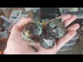 Rockhounding Blood Red Baseball Sized Garnets!!! Ontario Rockhounding.