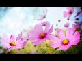 Morning Relaxing Music - Happy and Positive Energy (Diana)