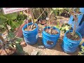 sapthagiri nursery | online fruit plants nursery | kadiyam nursery online plants |