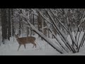 Large black cat caught on camera stalking deer in New York state!