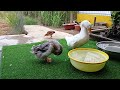 BEST Pets of the DECADE!😹🐶 | Funniest Videos 2024😍#