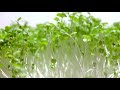 Microgreens Timelapse Vol. 1