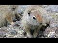 SO CUTE! Ground Squirrels in Yellowstone National Park!