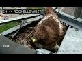 VIDEO: Hawklings hatching with mama hawk on Texas highway camera