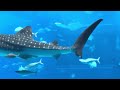 Whale shark & mantas #whaleshark #manta
