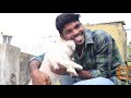 All type of Dogs, Puppies for sale in chennai. All Dogs with certificate..