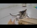 🤣 IMPOSSIBLE TRY NOT TO LAUGH 😍😅 Funny Cats Videos 🐕😂