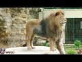 GIANT BARBARY LION !!! (complete video)