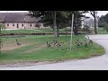 geese walking away