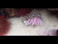 Beautiful pink nocturnal sea anemone haveing lunch