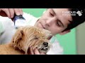 Grooming a Miniature Schnauzer Yorkie, Snorkie Puppy by the Master Groomer - Famous Dog Spaw