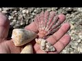 Palm Beach Dredge Pile Shelling, Pt. 1 #seashells #florida #palmbeach Virtual Shell Hunting!