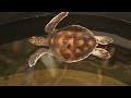Baby Sea Turtles - Cutest Ocean Animals! | Young Beach Hatchlings, Underwater Swimming, Relaxation
