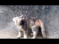 Kitty Cuteness Overload! Playful Kitten's Adorable Antics