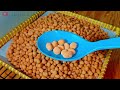 1 kg kacang tanah jadi 2,5 kg kacang telur super renyah super gurih