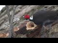 Pileated Woodpecker in Slow Motion