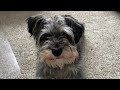 3 Secrets of my Mini Schnauzer