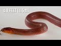 The RAREST SNAKES In The World | PART 2 🐍
