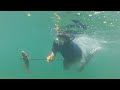 Spearfishing Hogfish in the FL Keys