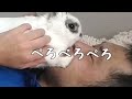 ウサギのパンダがデュクシ拳法をし、ラストはキスをする動画。【ミニウサギ生活#193】