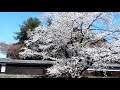 JAPAN 満開の桜と旧いお屋敷