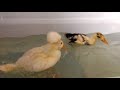 Xoiebaxter Duck Bath time Peking ancona
