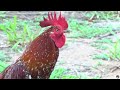 Tập Hợp Những Con Gà Khác Nhau Gáy/ Set of Different Chickens Crows/ Tung Vlog
