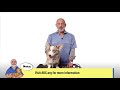 How to Brush your dog's teeth - AKC Vet's Corner