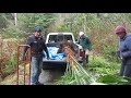 How to move & transplant a Trachycarpus Palm