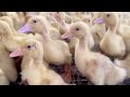 250 Days : How To Fatten Free-Range Ducks So They Can Lay More Eggs