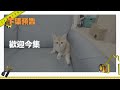 【板材全攻略】直接袋錢落你袋！！｜生態板唔係板？｜點解全屋訂製咁平？｜一集全部教識你所有你需要知道既板材知識！｜洛基解密｜物料大揭秘