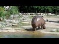drop the chalupa hippo.wmv
