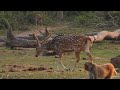 4K Wild Animals | Deer in Jungle | Nature Wildlife