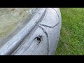 Jumping Spider On A Bird Bath Likes To Jump