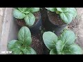 cara menanam sawi sendok dipolibag dari semai sampai panen||How to grow spoon cabbage in the polybag