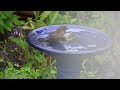 Blackbird Chicks