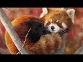 відео про панд