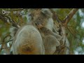 Male Koalas Battle over a Female