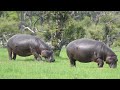 Amazing Familiar Animals Playing Sound: Lion, Rooster, Elephant, Ostrich, Eagle, Penguin, Deer,....