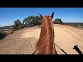 Abused Tennessee Walking Horse - Remi - Part 8 - Riding Alone on Trail -Gaited Horse Training