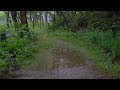 Relaxing Sound of Rain  in a Forest | Help Sleep, Study, Meditation, PTSD