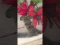 My elephant hawk moth caterpillar eating a fuchsia flower