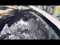 Penguins swimming inside Lisbon Oceanarium